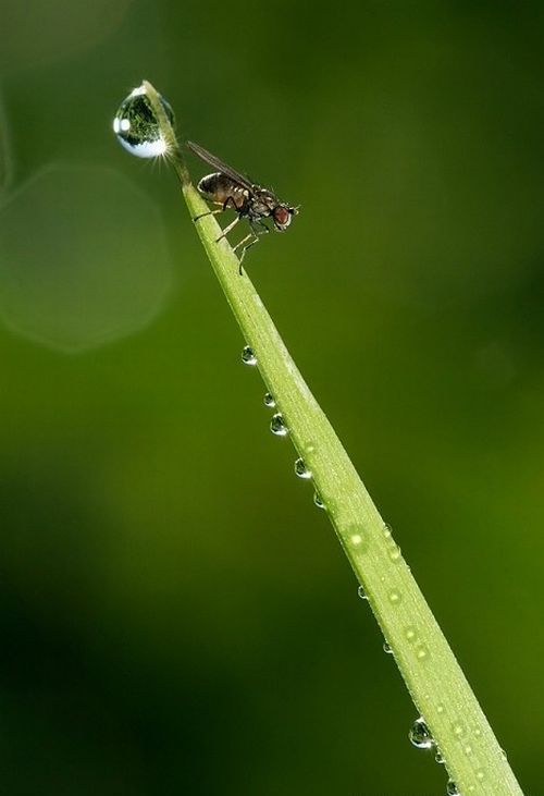 Macro shooting by Roeselien Raimond