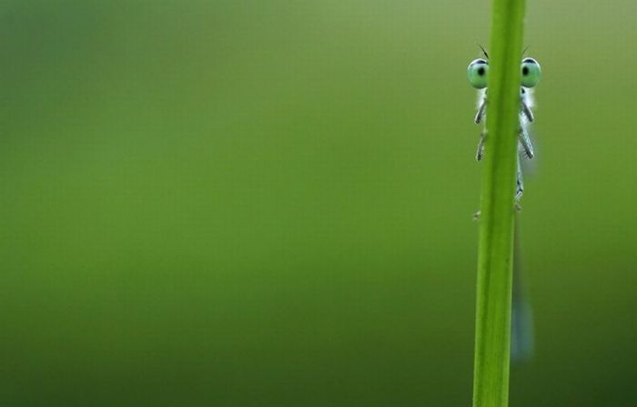 Macro shooting by Roeselien Raimond