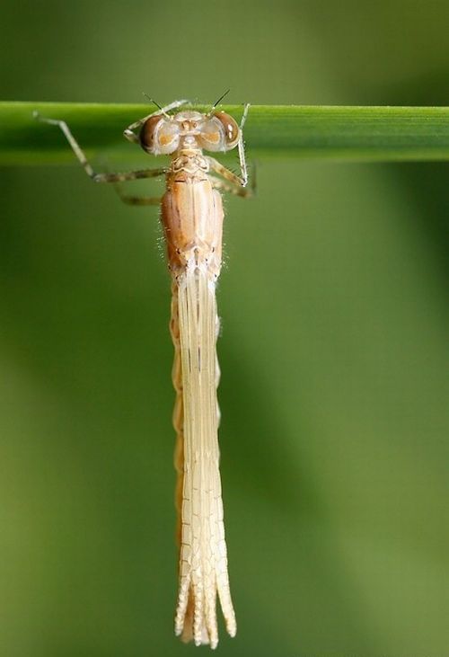 Macro shooting by Roeselien Raimond