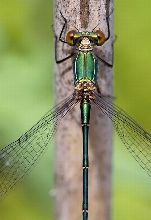 Macro shooting by Roeselien Raimond