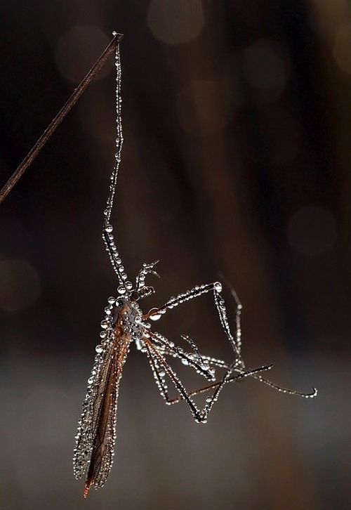 Macro shooting by Roeselien Raimond