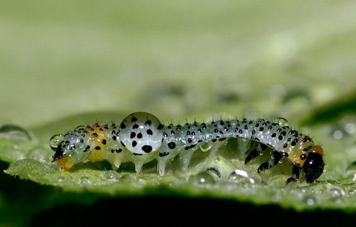 Macro shooting by Roeselien Raimond