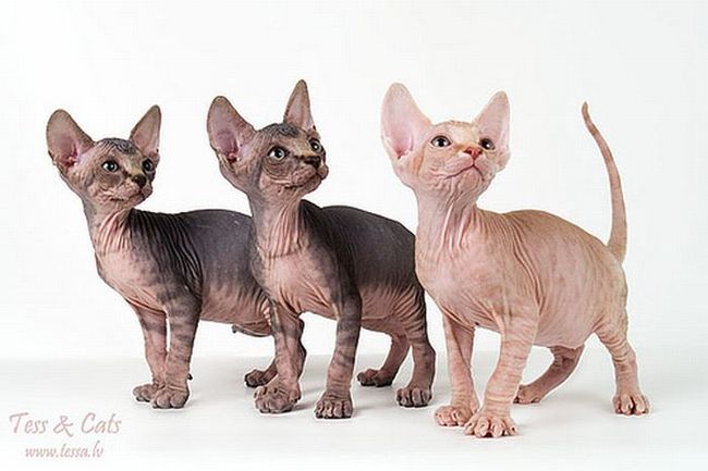 naked kittens