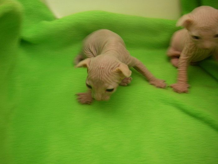 naked kittens