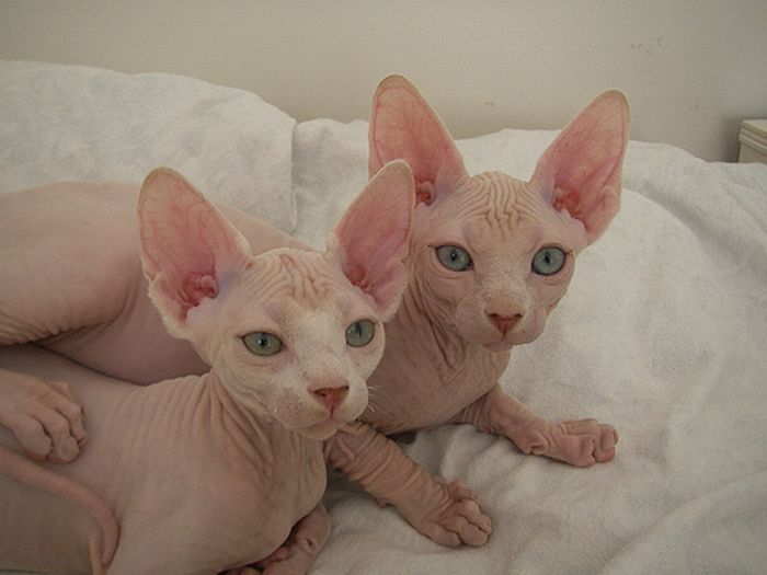 naked kittens