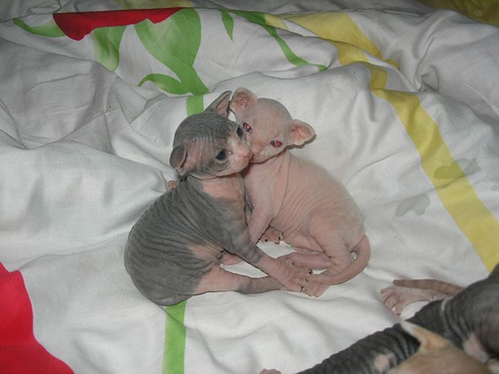 naked kittens