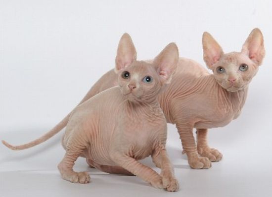 naked kittens