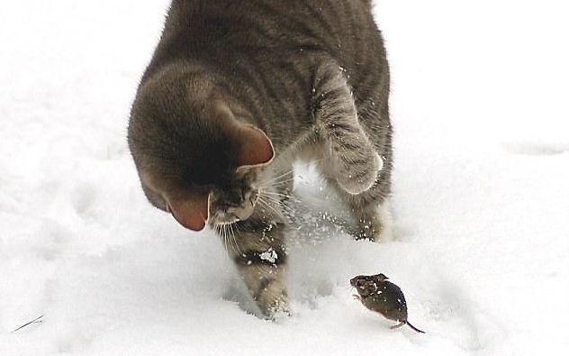 cat and mouse, tom and jerry
