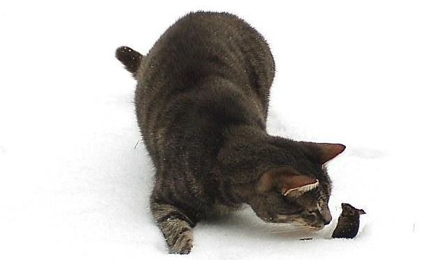 cat and mouse, tom and jerry