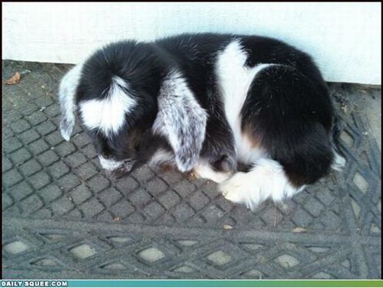 cute baby pet animal