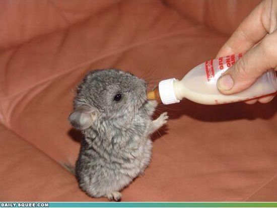 cute baby pet animal