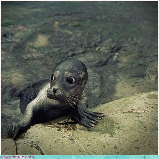 cute baby pet animal