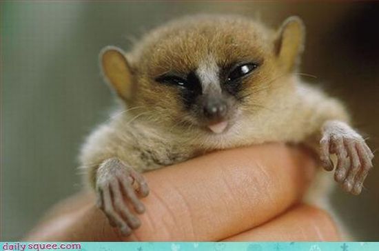 cute baby pet animal