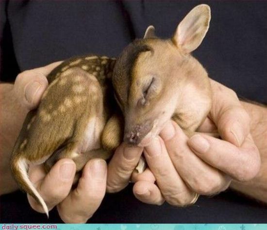 cute baby pet animal