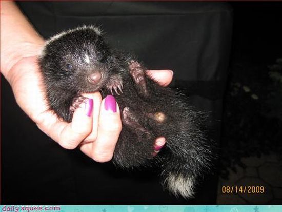 cute baby pet animal