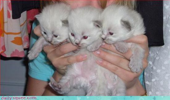 cute baby pet animal