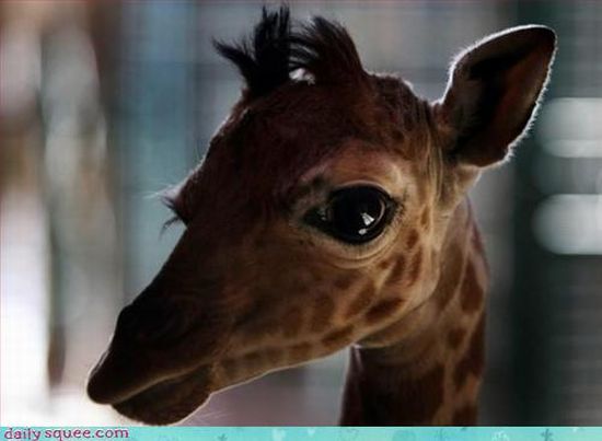 cute baby pet animal