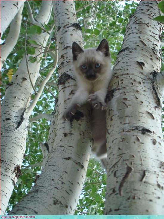 cute baby pet animal