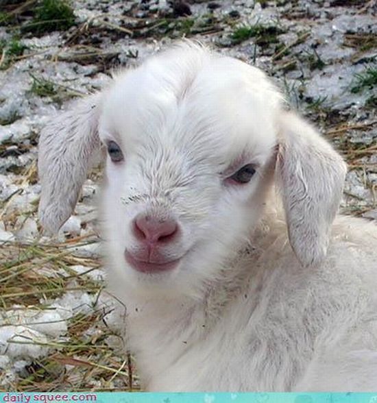 cute baby pet animal