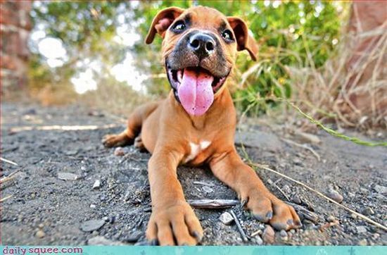 cute baby pet animal