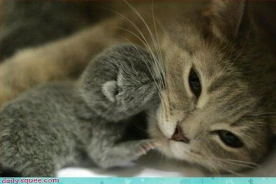 cute baby pet animal