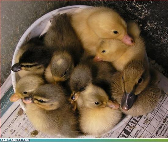 cute baby pet animal