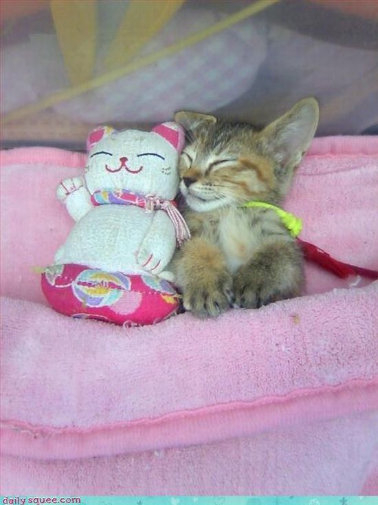 cute baby pet animal