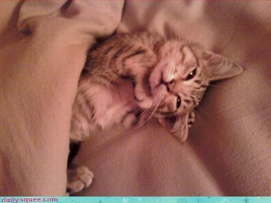 cute baby pet animal