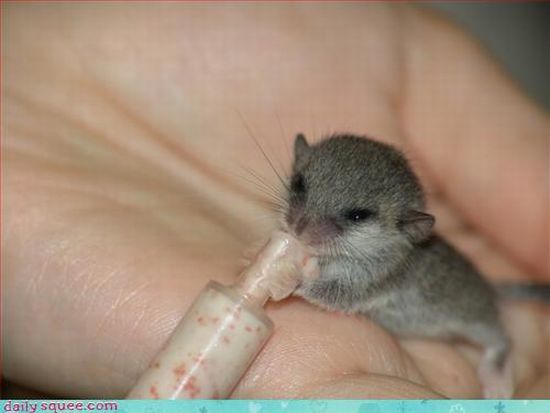 cute baby pet animal