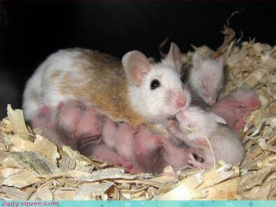 cute baby pet animal