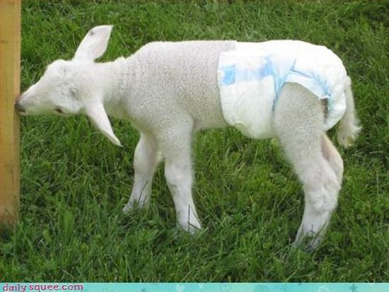 cute baby pet animal