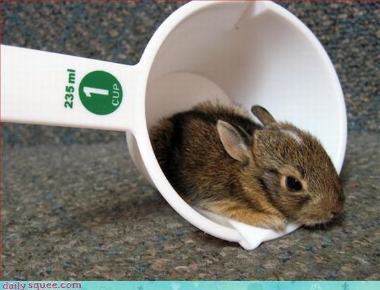 cute baby pet animal