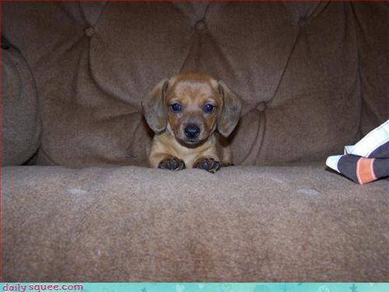 cute baby pet animal