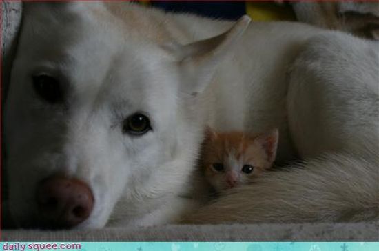 cute baby pet animal