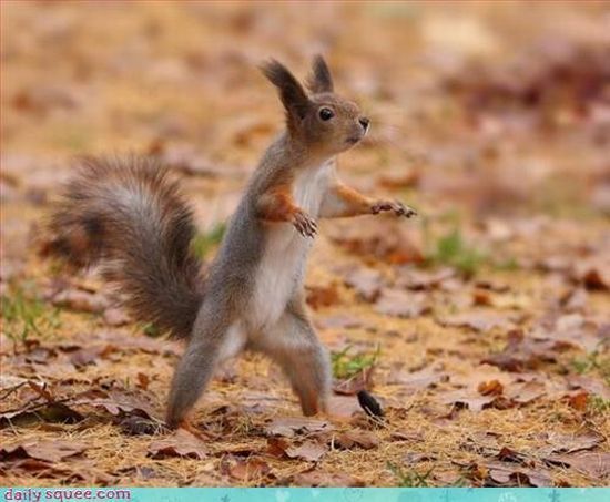 cute baby pet animal