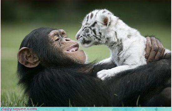 cute baby pet animal