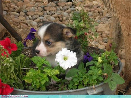 cute baby pet animal