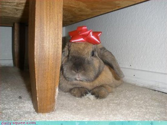 cute baby pet animal