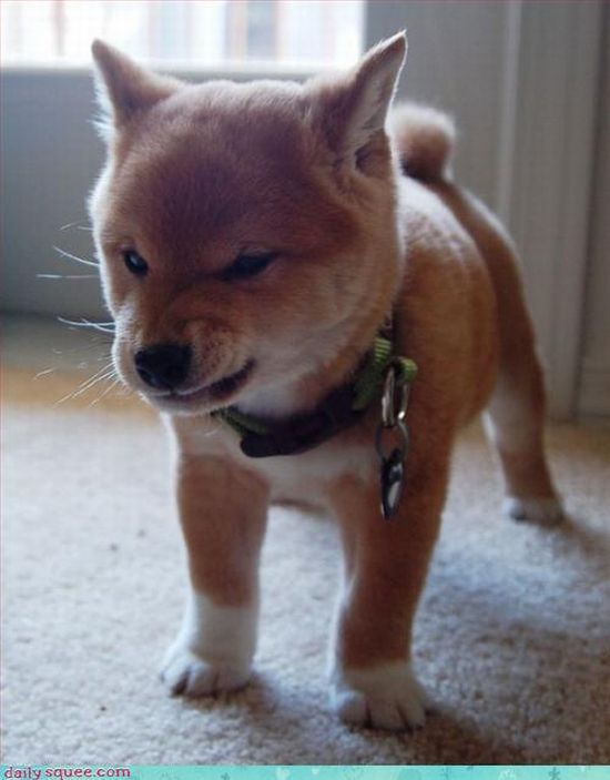 cute baby pet animal