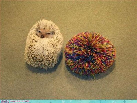 cute baby pet animal