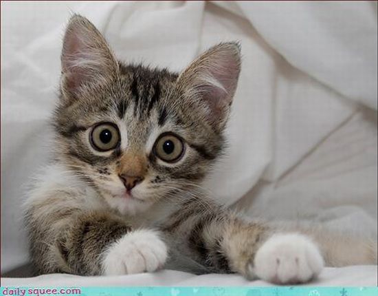 cute baby pet animal