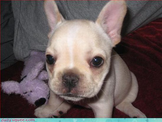 cute baby pet animal