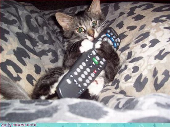 cute baby pet animal