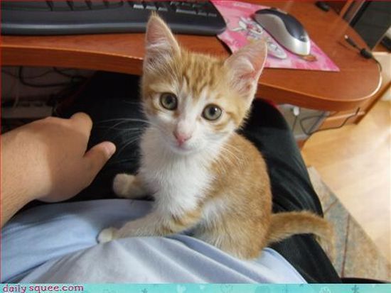 cute baby pet animal