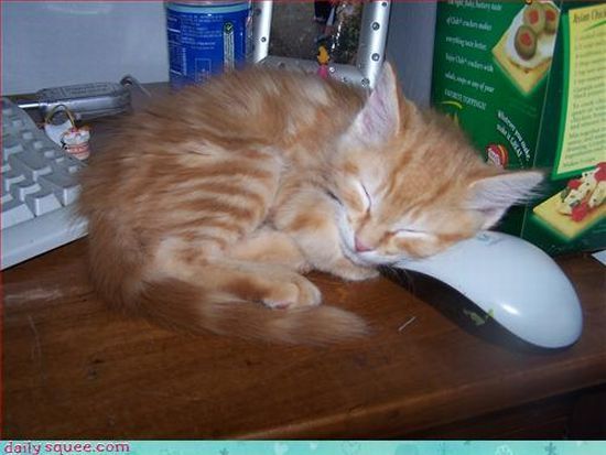 cute baby pet animal