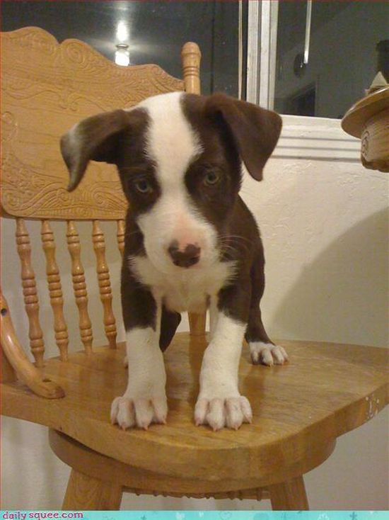 cute baby pet animal