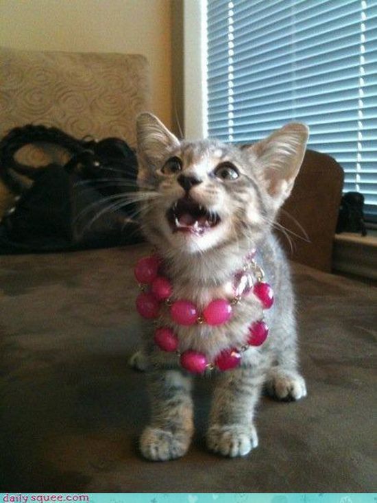 cute baby pet animal