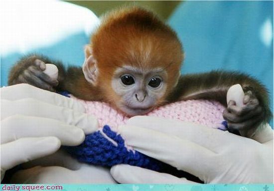 cute baby pet animal
