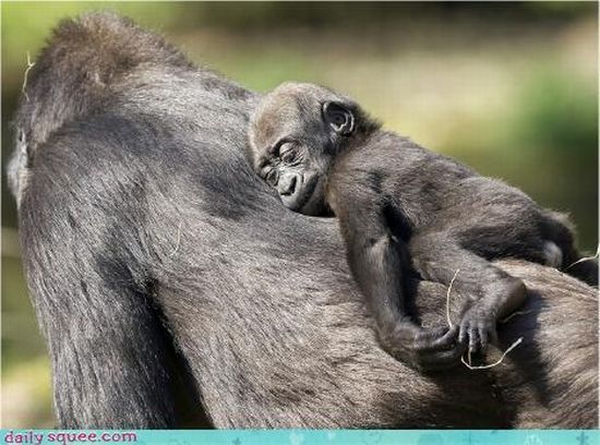 cute baby pet animal