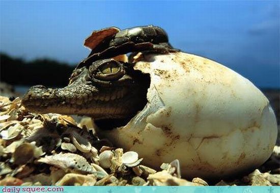 cute baby pet animal